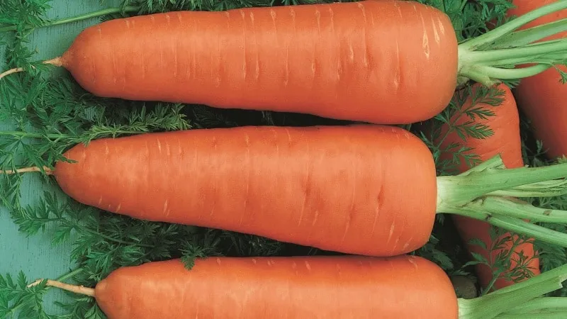 Low-maintenance mid-early hybrid carrot Red Cor