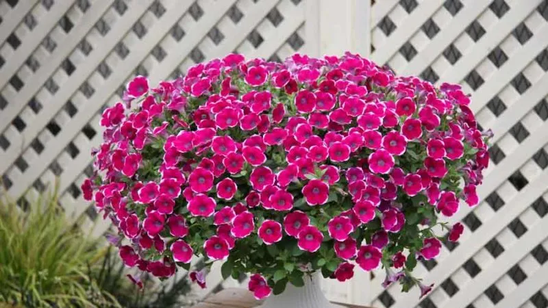 Best Trailing Petunia Varieties and Growing Tips