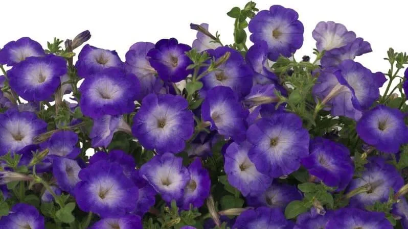 Description, varieties, and cultivation of Gioconda petunia