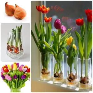 How to grow tulips in a pot at home