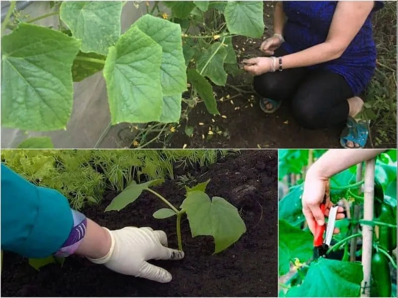 How to properly prune cucumber leaves in a greenhouse and is it necessary?
