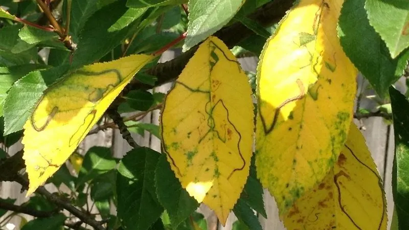 Why cherry tree leaves turn yellow in July and how to treat it properly