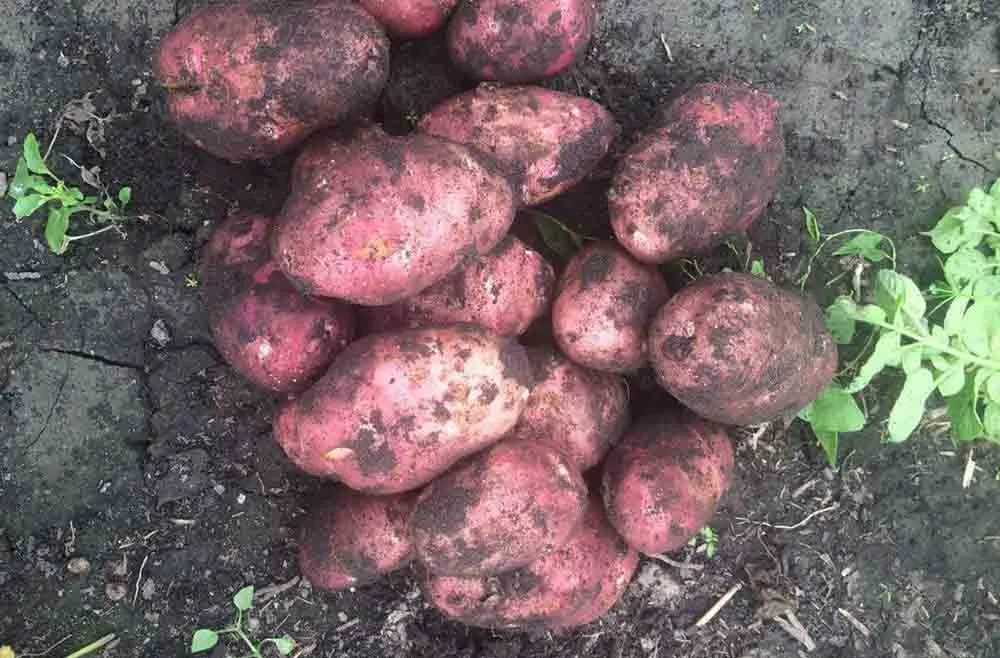 Arosa potato variety can grow even in challenging climatic conditions