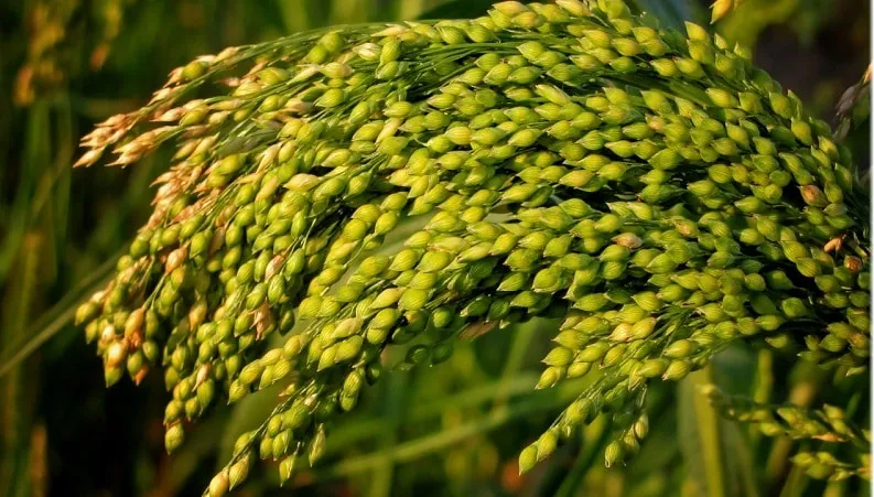 What is millet, how it grows, and its uses