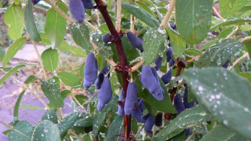 Best varieties of edible honeysuckle