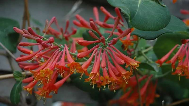 Description, cultivation, and uses of Brown's Dropmore Scarlet honeysuckle