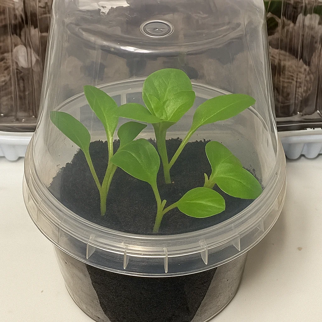 2 simple ways to preserve petunias until spring at home