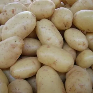 Low-maintenance, high-yield Agatha potato variety