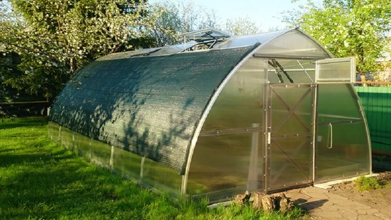 Understanding what to do if tomatoes burn in a greenhouse – how to save your harvest