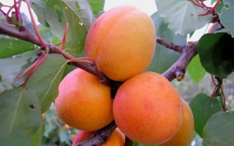 Early Melitopol apricot