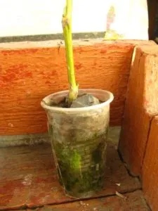 How to properly grow a walnut tree at home
