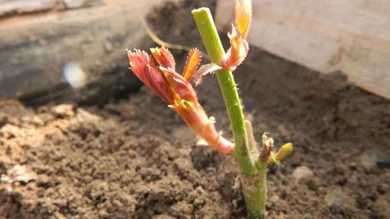 How to properly take rose cuttings in summer (July): step-by-step guide