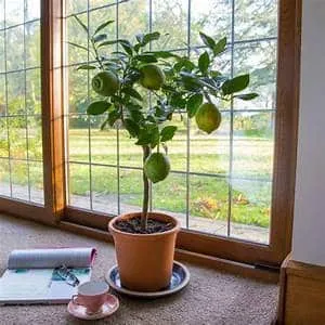 How to grow a lemon tree from a seed at home: planting, care, nuances, and mistakes