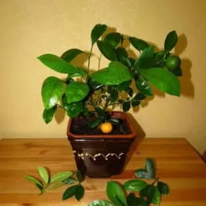Reasons why tangerine leaves fall and methods to save the plant