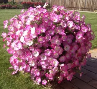 Best Trailing Petunia Varieties and Growing Tips