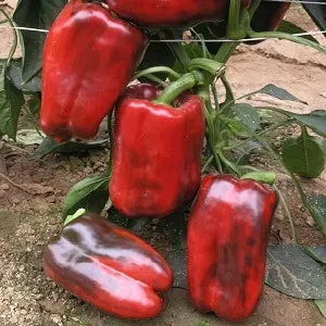 How to properly plant and grow the large red hybrid pepper 'Ombrone'