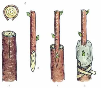 Beginner’s step-by-step guide: how to graft an apple tree in spring