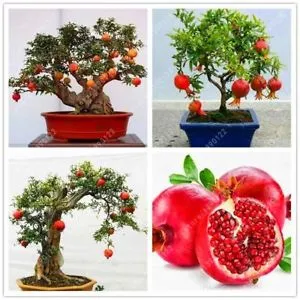 How to grow a pomegranate at home: care tips