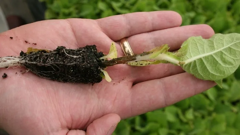 basil diseases