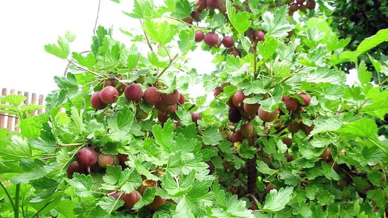 Optimal growing conditions for berries: the best soil for gooseberries and how to enrich it properly