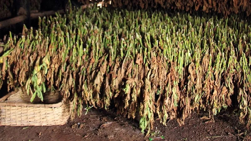 Step-by-step guide on how to grow Virginia 202 tobacco