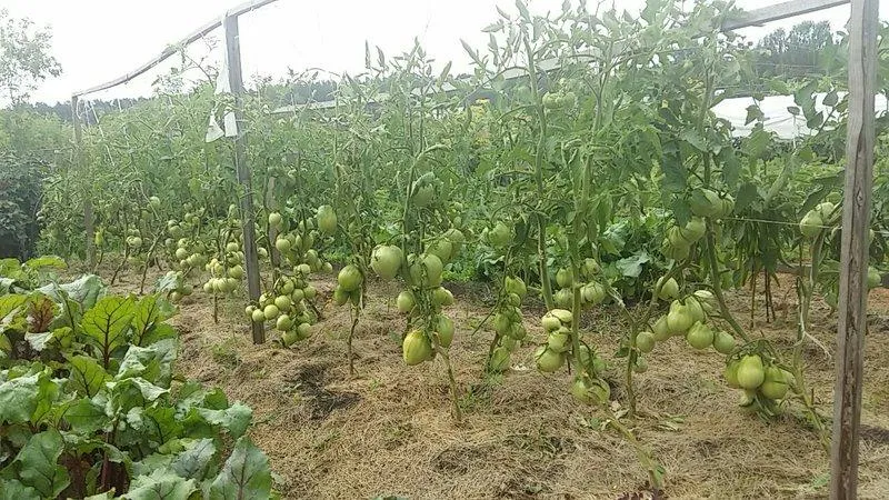 Farmers' favourite among tomatoes: Beefheart tomato, characteristics and description of the variety