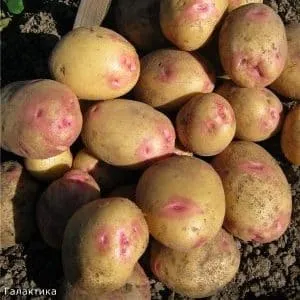 Galaxy potato variety with excellent taste and long shelf life