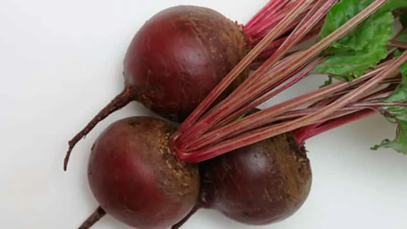 Table beet "Bordeaux": perfect color and taste for culinary use and long-term storage