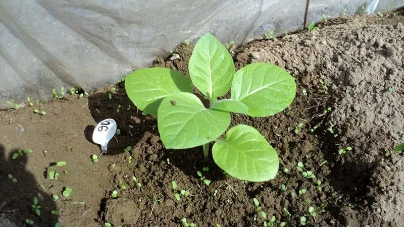 Step-by-step guide on how to grow Virginia 202 tobacco