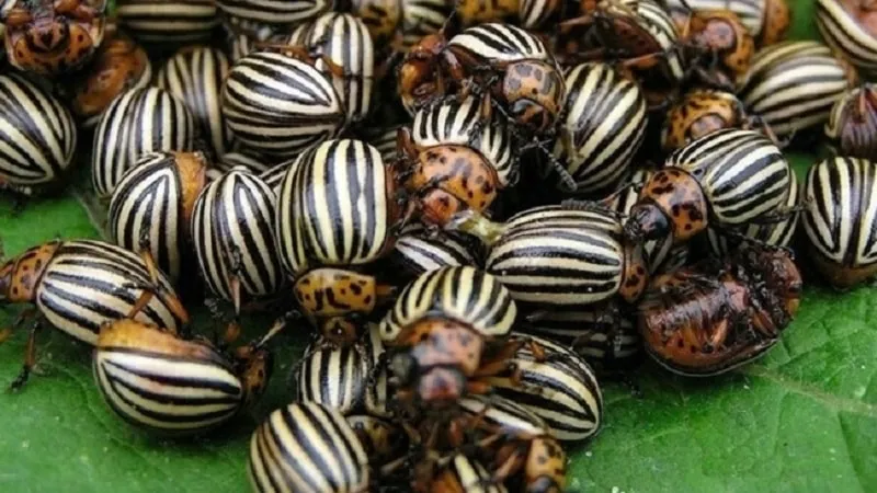 Colorado potato beetle on peppers