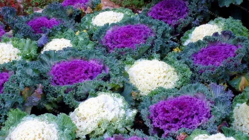 Ornamental cabbage: features, varieties with names and photos