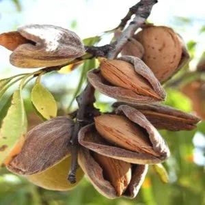 Guide to planting almonds in autumn for beginner gardeners