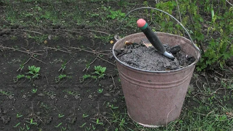 How and what to use for proper autumn grape fertilisation