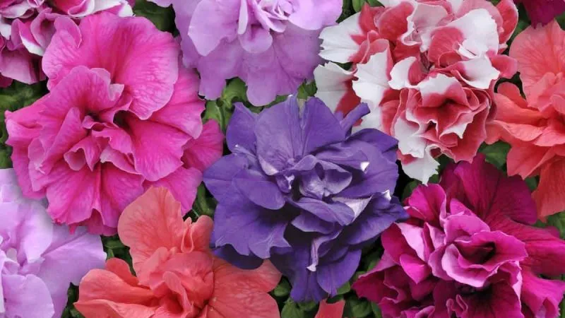 Description of double petunia varieties and growing tips