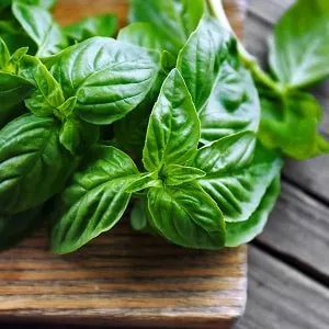 Green Basil - Benefits and Harm