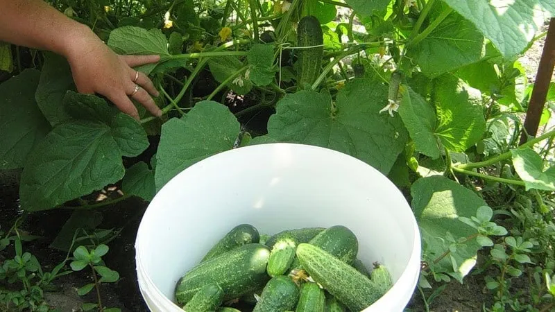 When is the best time to harvest cucumbers, morning or evening, and what affects the harvesting process