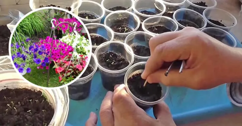 How, when, and what to feed petunias for abundant flowering