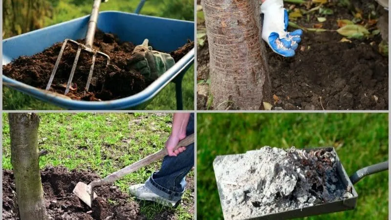 Why cherry tree leaves turn yellow in July and how to treat it properly