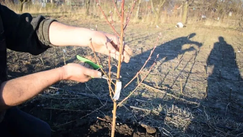 How to properly prune a peach tree in spring and why it’s so important