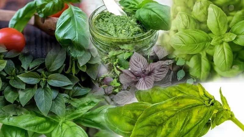 Is basil safe during breastfeeding: benefits and risks of the herb