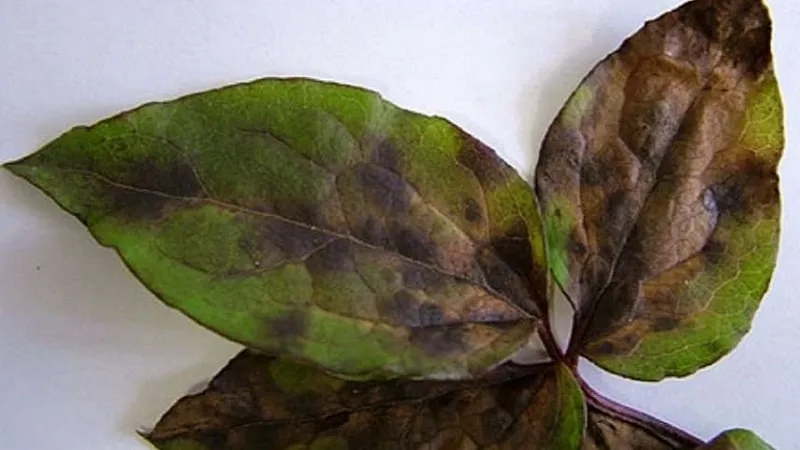 basil diseases photo