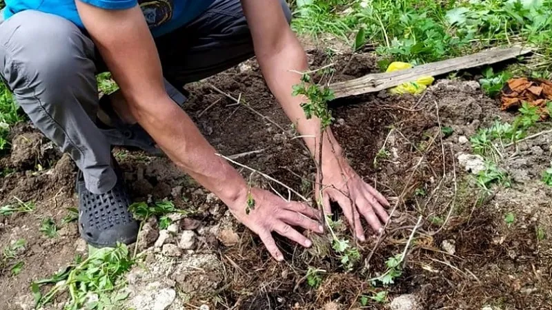 Optimal growing conditions for berries: the best soil for gooseberries and how to enrich it properly