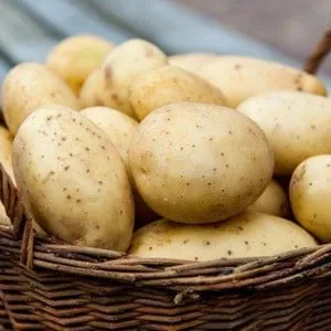 Low-maintenance, high-yield Agatha potato variety