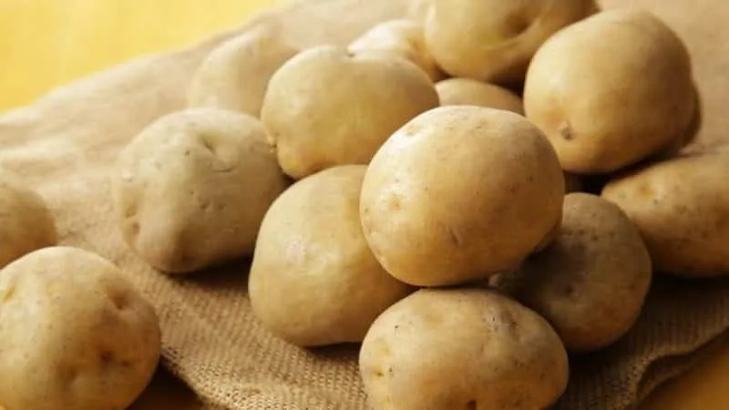 Amazing potato variety "Lileya" with smooth, even tubers and excellent taste
