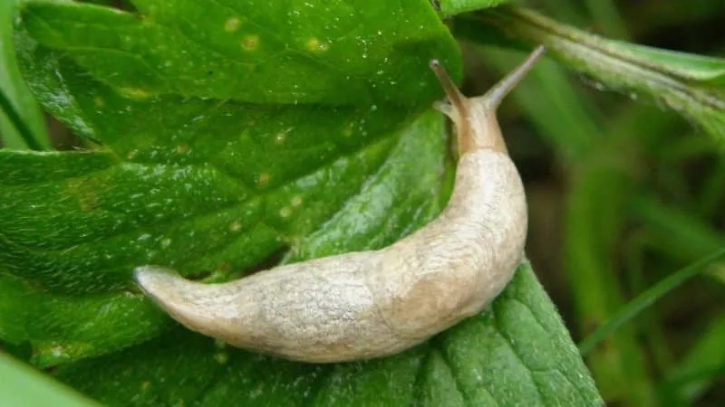 Why cucumbers don't grow in greenhouses and how to effectively solve this problem