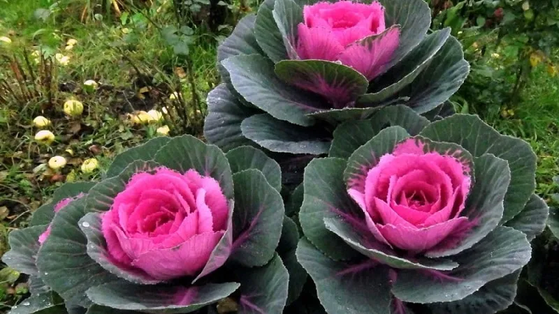 Ornamental cabbage: features, varieties with names and photos