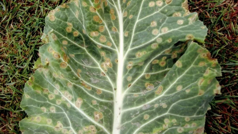 Chinese cabbage diseases and pests