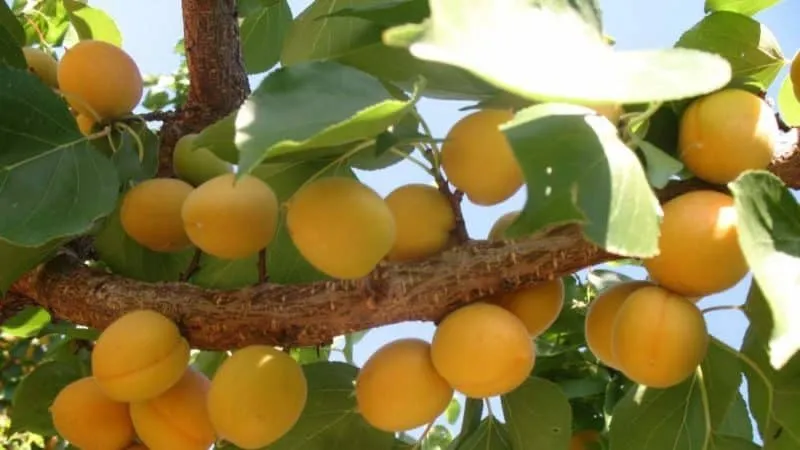 Variety of apricot cultivars for different climates
