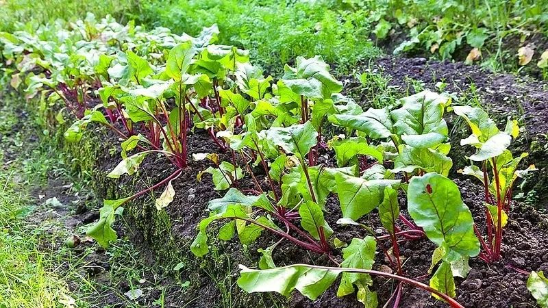 What to do when beet leaves turn yellow and the plant stops growing