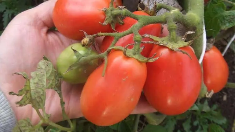 Most productive short-stem tomato varieties
